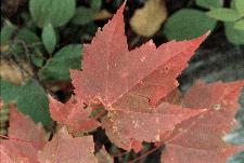 A maple leaf on the ground
