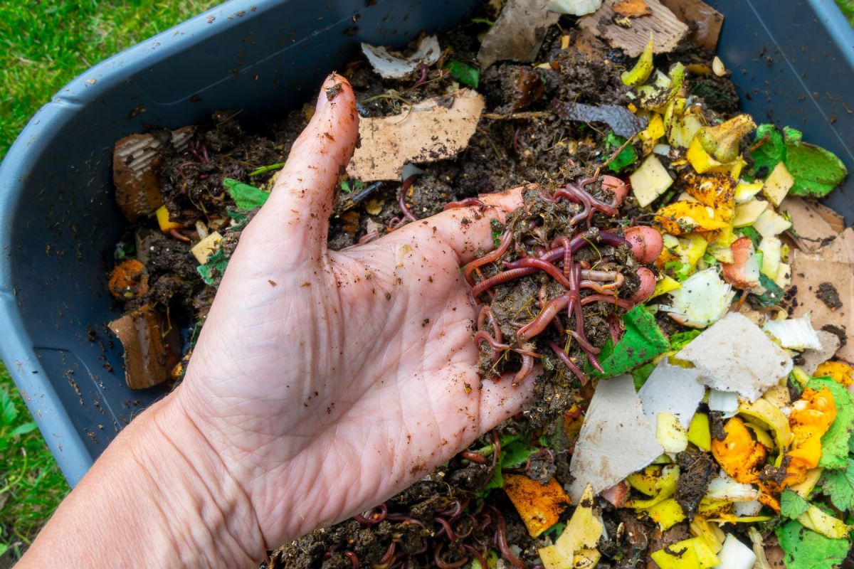 A hand holding finished compost and red worms above a bin of kitchen scraps