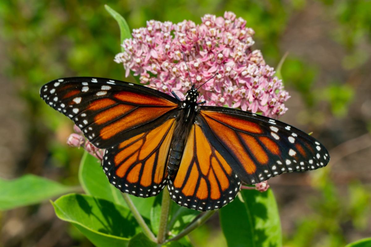 Un papillon monarque aux ailes ouvertes sur une fleur d'asclépiade rose