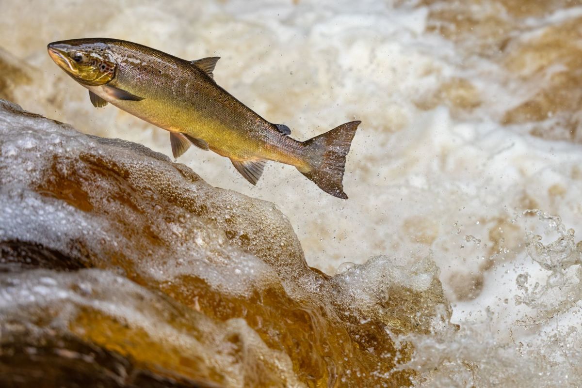 Un saumon bondit hors d'une rivière tumultueuse